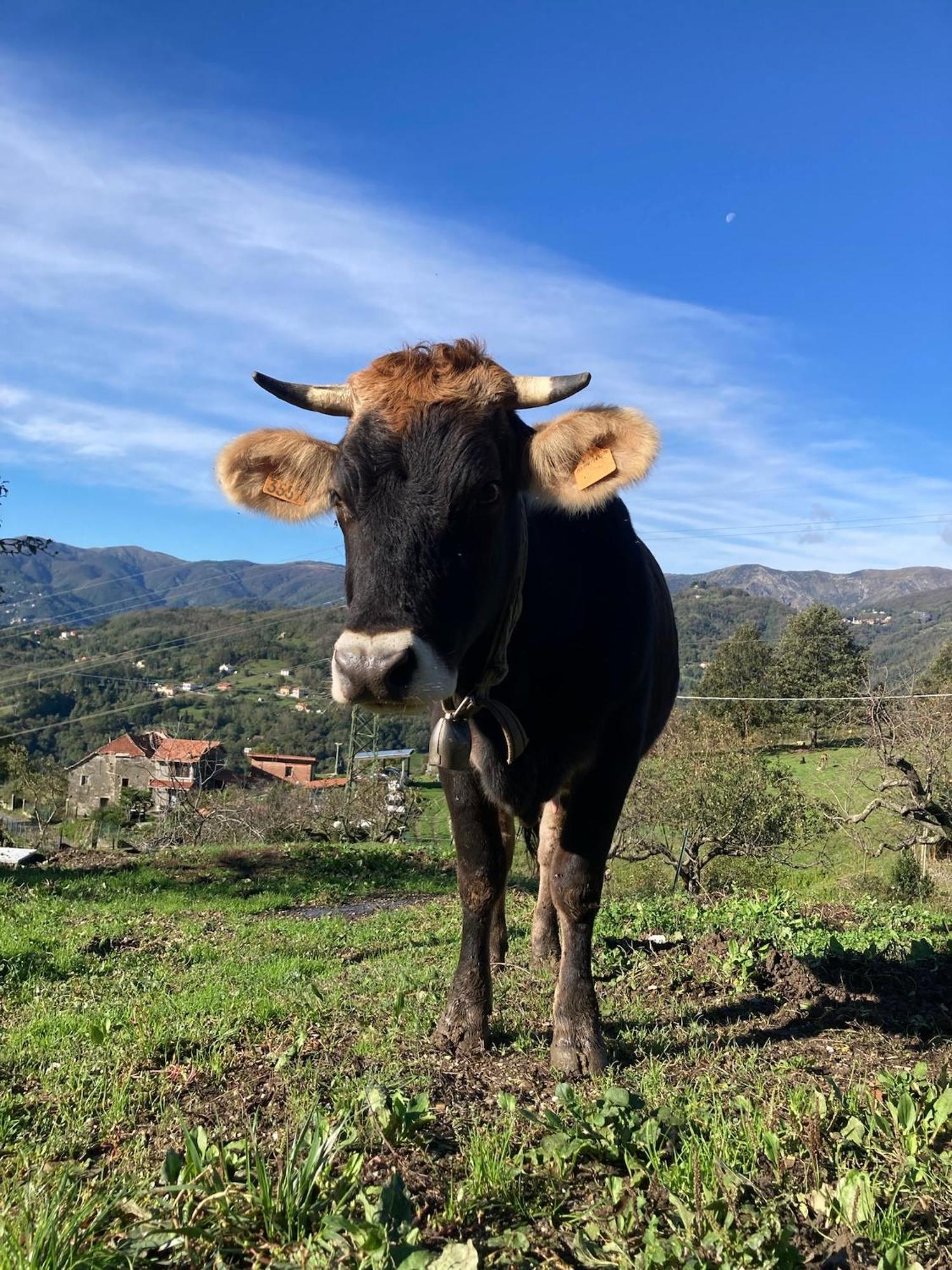 Agriturismo Terra E Cielo Serra Ricco ภายนอก รูปภาพ